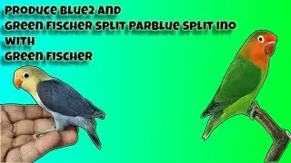 Produce Blue2 and Green Fischer split Parblue Split ino with Green Fischer