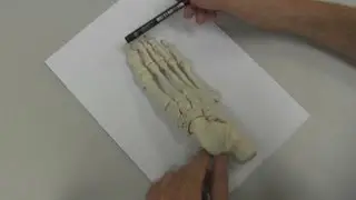 The Foot