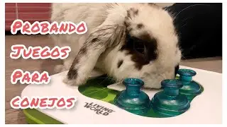 Probando juegos para conejos con Lucky - miperritacharlotte MPC