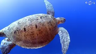 4K Scuba Diving in Sharm El Sheikh - July 2021