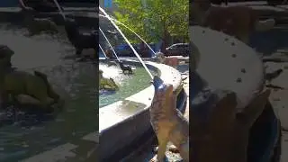 Berczy Park Dog Fountain in TORONTO Canada 🇨🇦