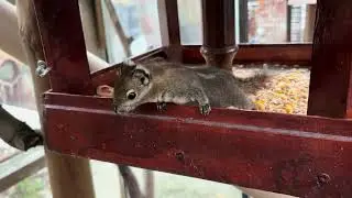 Volier Chinese striped squirrel