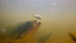 Underwater Feeding Monster Bass!