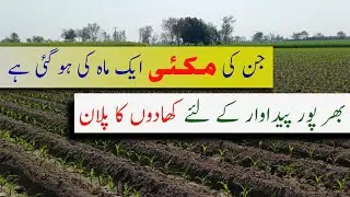 Best fertilizer plan for Spring Maize of One Month || Pak Agriculture