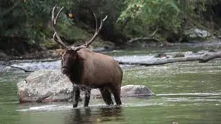 Power of Creation Through the Bible with Wildlife by Karen King