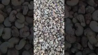 Great Quality Cashew Tanzania2024-Come Join Us for a Cashew farm Visit!  #cashewnuts #cashewexports