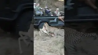 Brute strength 💪 🐆 The Maxim&rsquo;s male hoists his impala kill before a hyena could steal it.