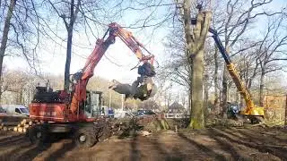 Boskap bij natuurgebied De Slotplaats in Bakkeveen.