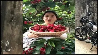 Fresh Ninja Fruit Farm | Chinese Tiktok | (Strangely Satisfying Fruit Ninja