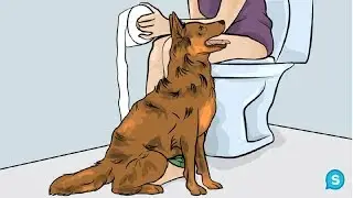 Вот почему собаки следуют за вами в ванную. Я никогда не знал этого!...