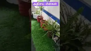 New fis tank #மீன்கள்#Fish#tank#ideas#creative.
