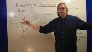 Immune system video #6, B-cell activation
