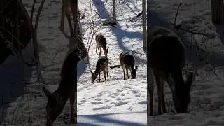 Squirrel Running Between Grazing Deer