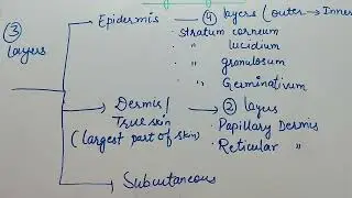 Layers of skin#skin#integumentary system#epidermis#dermis#subcutaneous