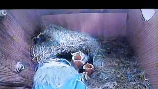 Blue Tits Feeding Their Chicks (21.05.2011)