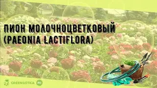 Пион молочноцветковый (Paeonia Lactiflora)