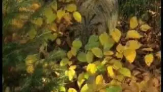 Die Wildkatze