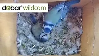 Blaumeisenpaar Blue und Sky: 13 Eier 🥚 im Nest - das Brüten geht weiter