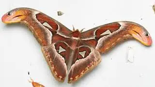 The Twelve Days of Moth Traps