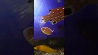 〇〇