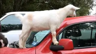 Why Goat Owners Don't Have Nice Cars 2