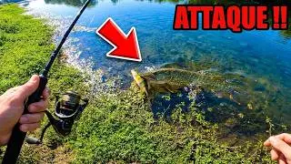 Un BROCHET dévore ma PERCHE sous mes yeux ! (Pêche en Loire aux leurres)