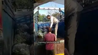 Contact us for #cucumber  #greenhouse #polyhouse #agriculture  #farminglife #shortvideo  #ytshorts