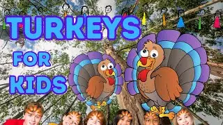 Fun Facts About Turkeys