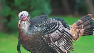 Unveiling the Mysteries  The Secret Life of the Wild Turkey