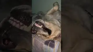 Dog #dogs #labrador #petlovers #pets #funnyanimal
