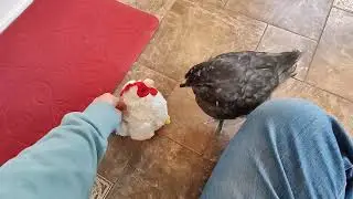 Princess Leia (Blue Ameraucana 8 weeks old) plays with Foghorn Leghorn