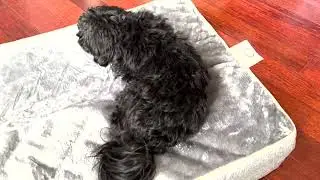 EHEYCIGA Orthopedic Memory Foam Dog Beds for Extra Large Dogs Review