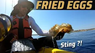 So BIG | Fried Egg Jelly fish invasion, Sting or Not ?!