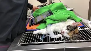 Recovery From General Anesthesia (Feline)