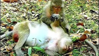 TWO mothers monkey Popeye massage  until sleep well.