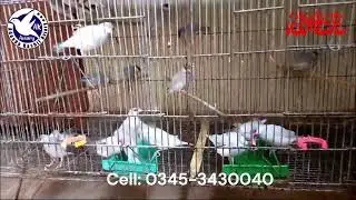 Aviary Birds Bathing 2024 | AK Aviary Birds Bathing 2024 | Akaviary Birds Bathing 2024 | @akaviary