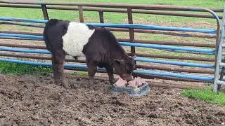 Cowboy (cow calf) Likes the Mineral Block