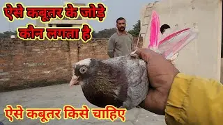 Aise Kabutar ke jode ke jode kon lagata hai,,9888150785