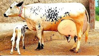 December 1, 2025 #03247511966# jersey farizan croos cow for sale