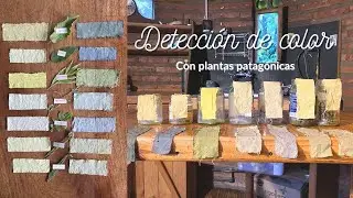 ¿Cómo detectar plantas tintóreas? Edición patagónica