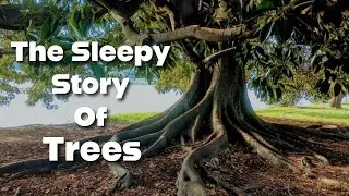 The Quiet Wisdom of Trees | Relaxing Bedtime Sleep Story for Adults