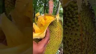 HARVESTING JACKFRUIT #harvesting #jackfruit #fruit