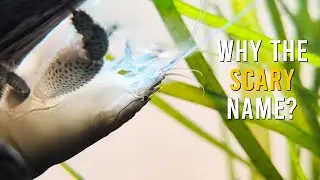 The REAL Reason They&rsquo;re Called Vampire Shrimp!