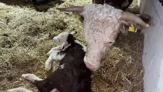 Живой отел!!
