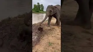 No One Expected What This Elephant Did to Save a Dog 😱🐘🐶