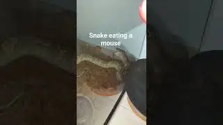 my snake eating a mouse#snake #reptiles #python #ballpython #animals #wildlife