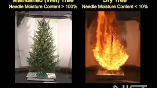 Burning wet vs. dry Christmas tree
