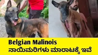 Working line Belgian malinois ನಾಯಿಮರಿಗಳು |  9164717007 | Dog | ಬೆಳಗಾವಿ📍