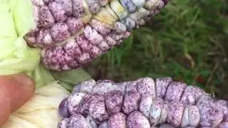 Impossible Purple Speckled Peruvian Corn Success 2019!!