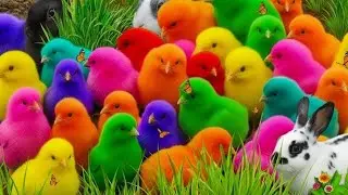 Mainan Hewan Lucu | Tangkap Ayam Rainbow & Kelinci